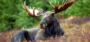 Moose grazing
