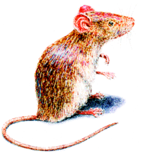 image of a mouse