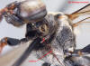 Bee pronotum