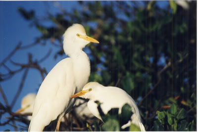 mangrove egret