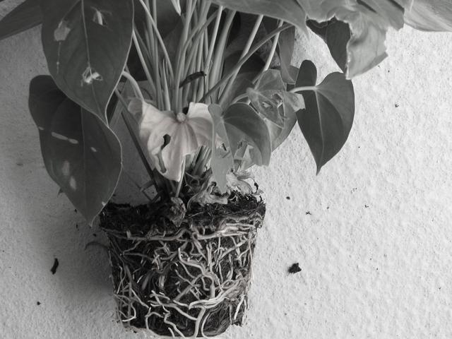 Thinking Upstream by Firouzeh Jafari Jebelli, 2011