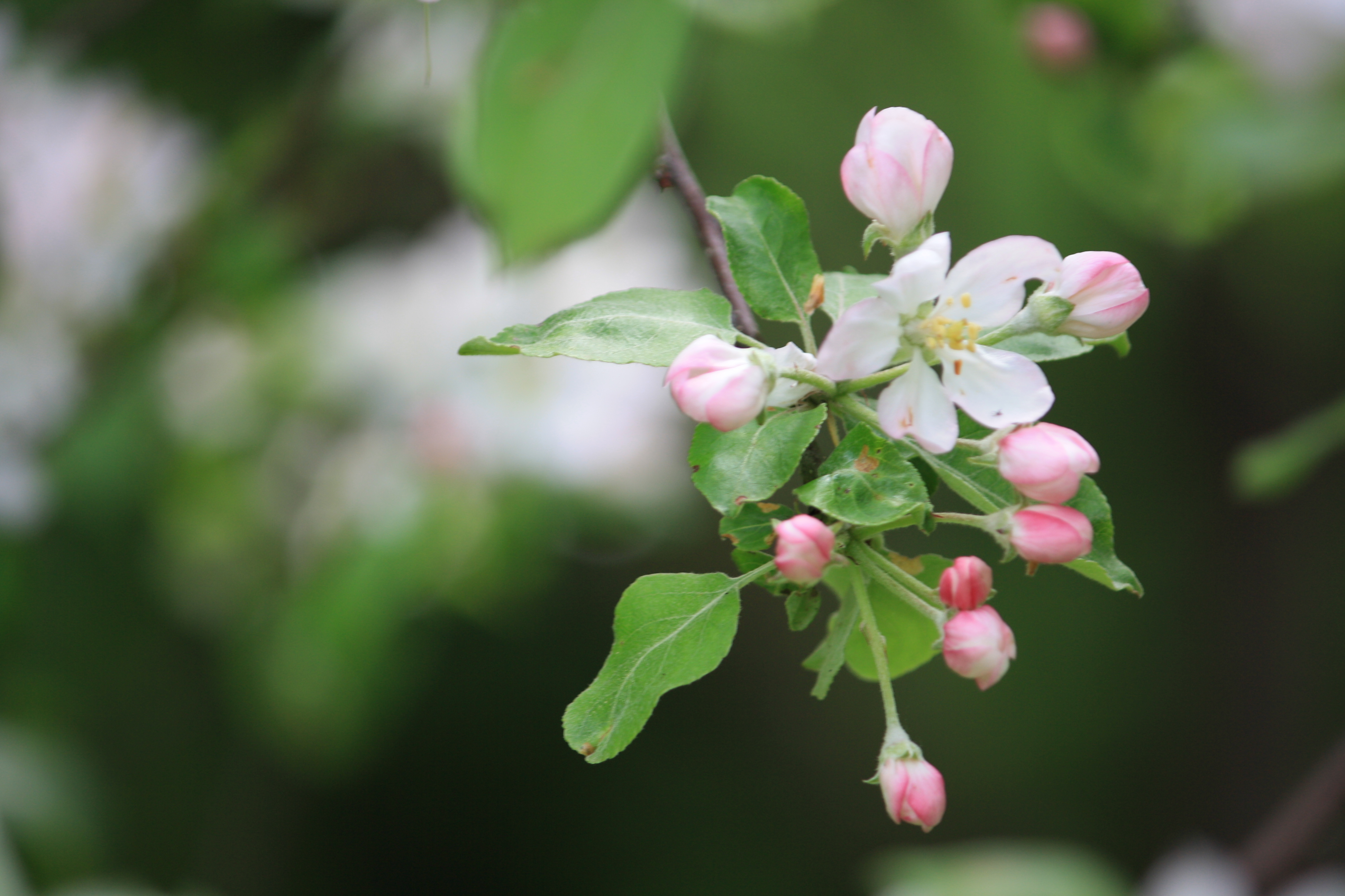 Apple Blossoms in May at Avonlea