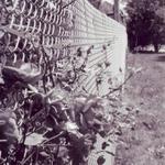 white picket fence - Diana Stoicescu