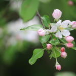 Apple Blossoms in May at Avonlea