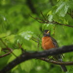 A Spring Robin at Avonlea