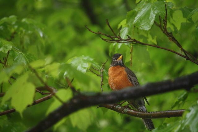 A Spring Robin at Avonlea