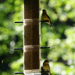 finches at Avonlea Spring 2010