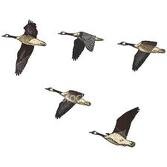 Canada Geese Formation