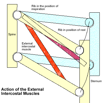 model of the action of the exterior intercostals