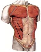 external oblique abdominal muscles