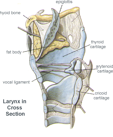 Larynx Part I