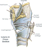 larynx in x section