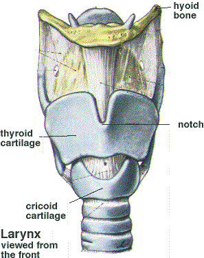 Larynx Trachea