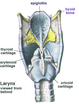 Larynx Trachea