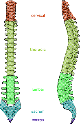 Makeup Classes  on The Spine Has Five Major Sections