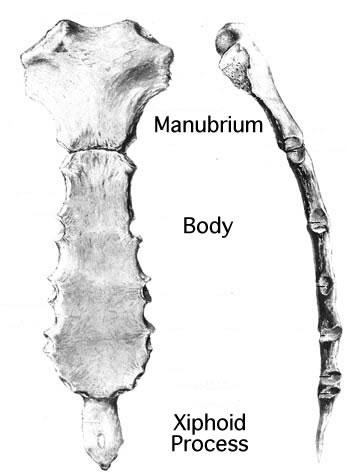 sternum - meddic