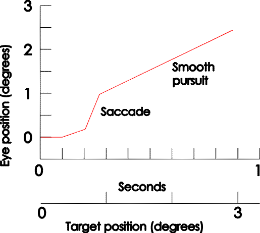 eyemove.gif (9143 bytes)