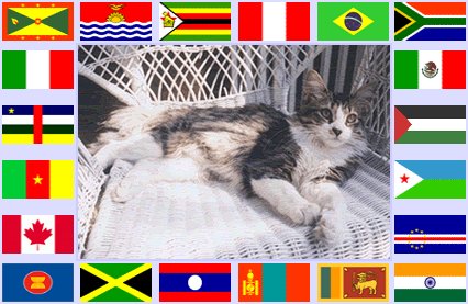 Cat and Flags