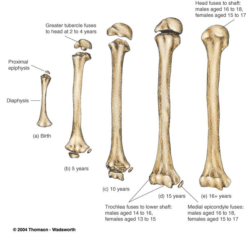 Bone Age Estimation Chart