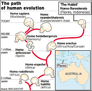 Human Evolution Chart Species