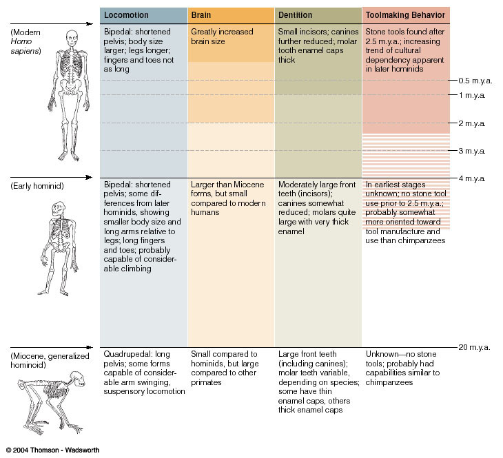 Hominin Chart