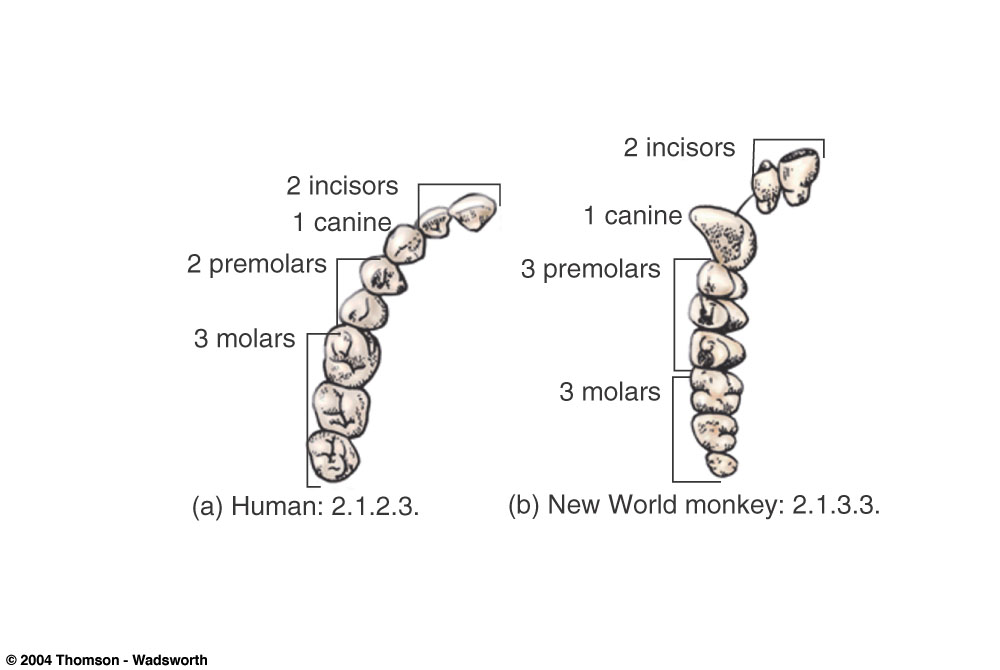 Dental Formula Of Primates at Terry Piedra blog