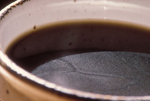 Convection Cells in Coffee