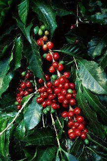 A Coffee Plant