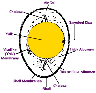 The Structure of the Egg
