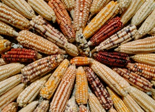 Natural Biodiversity: Corn