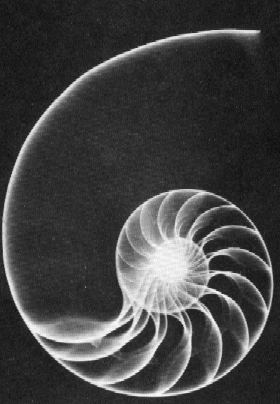 Radiograph of the Shell of the chambered Nautilus Pompilius