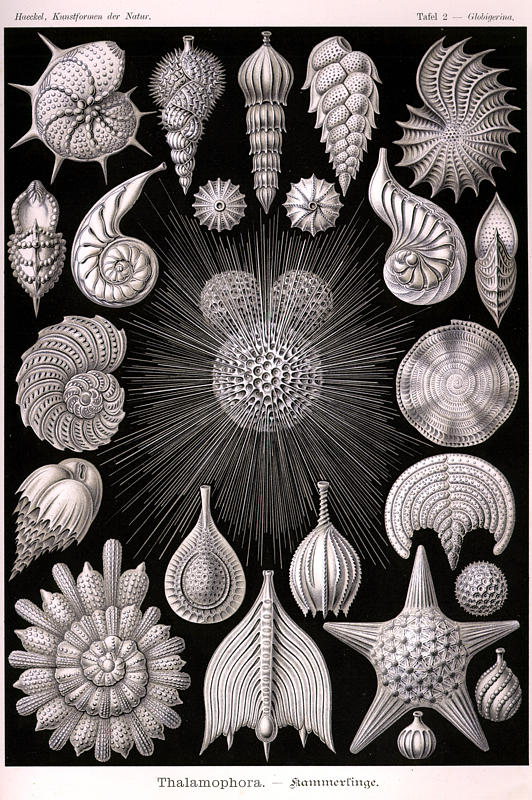 From Ernst Haeckel: Kunstformen der Natur 1899-1904
