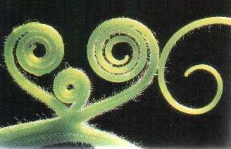Tendrils Exhibiting Logarithmic Spirals