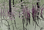 image link to swamp lilies gallery.