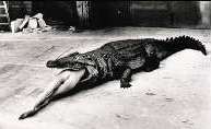 artistic photograph of aligator swallowing woman