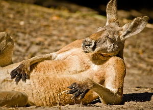 Kangaroo Sunbathing