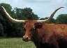 Texas long horned cow