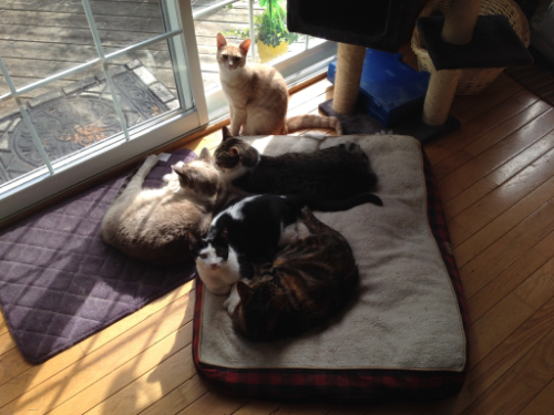 five cats