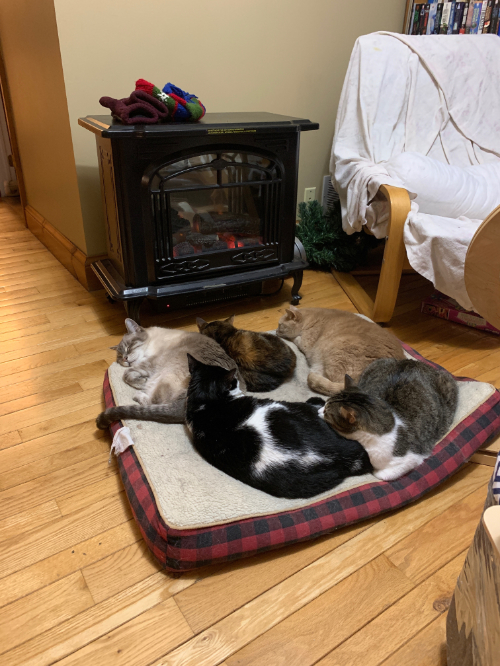 five cats