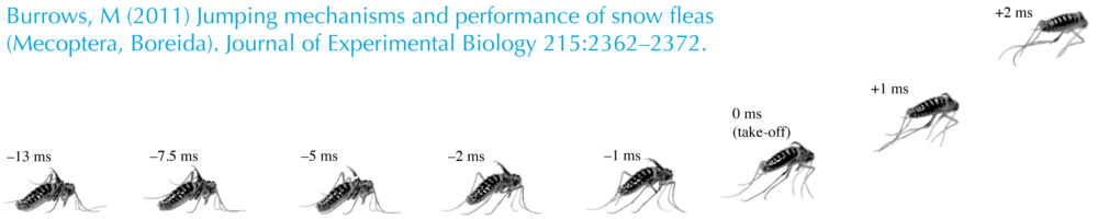 images of a jumping snow flea
