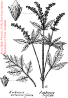 Ambrosia artemisiifolia (and trifida) (circa 1935)
