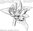 carpellate involucre of ragweed (circa 1974)