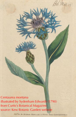 Centaurea montana (circa 1790)