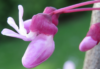 Cercis canadensis flower (circa 18 May 2018)