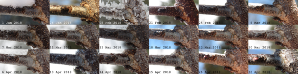 Cercis canadensis dormant buds during winter (circa January through April, 2018)