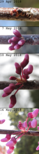 Cercis canadensis flower bud break (circa May 2018)