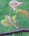 Cercis canadensis leaf emergence (circa May 2018)