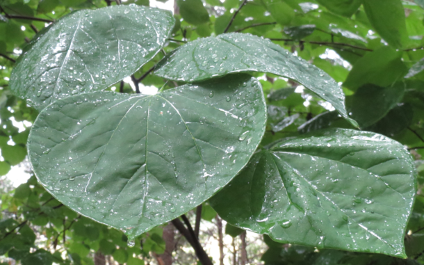 mature leaf coverage on a shaded Cercis tree