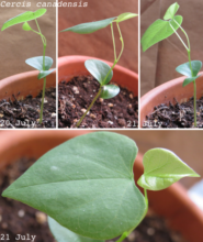 developing second leaf on a Cercis seedling