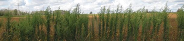 Horseweed in the foreground of a soybean field (circa 2019)